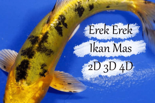 Erek Erek Ikan Mas 2D 3D 4D