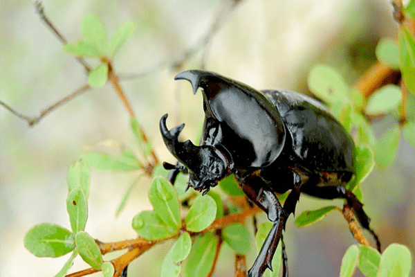 Erek Erek Kode Alam Kumbang 2D 3D 4D Dan Primbon Jawa Bergambar